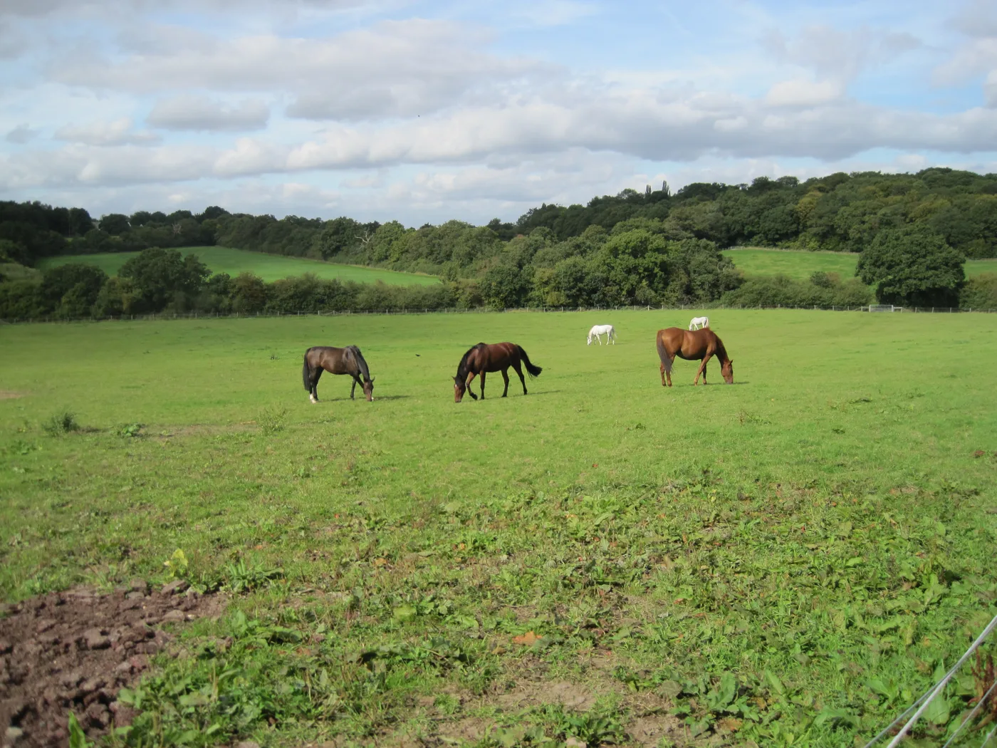 Grazing horses at Mote End Farm nature reserve in Mill Hill, part of Barnet's Green Belt.