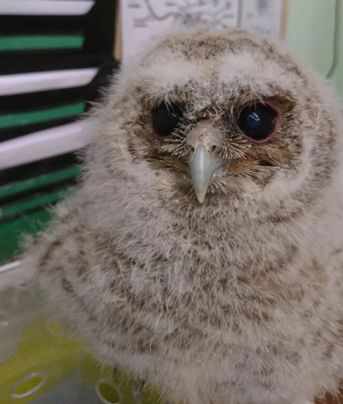 An owlet in care at the Trent Park Animal Centre
