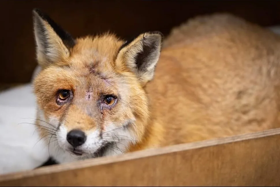 A fox with an injured face in care at the centre