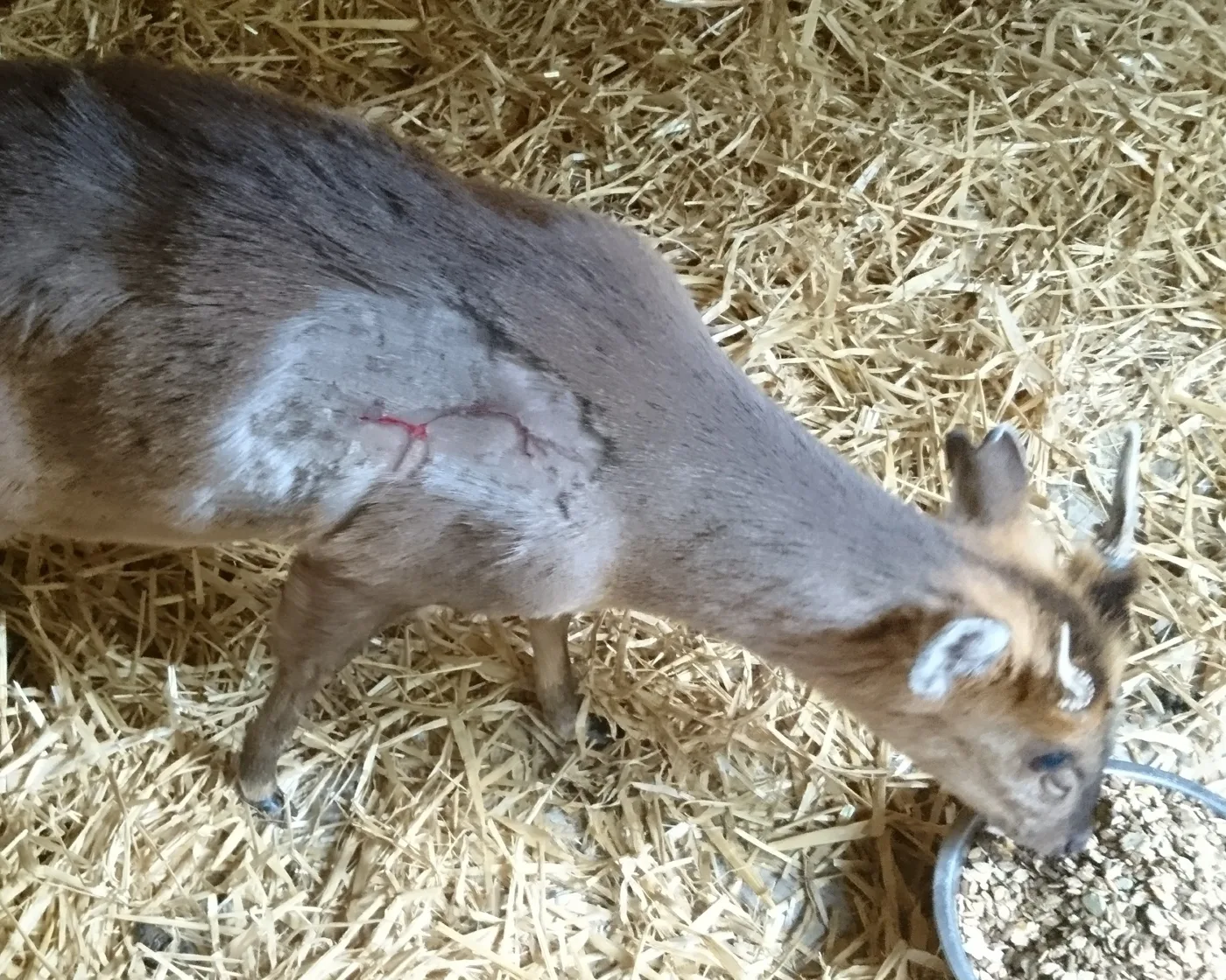 A deer with stitches in its side, feeding at the centre