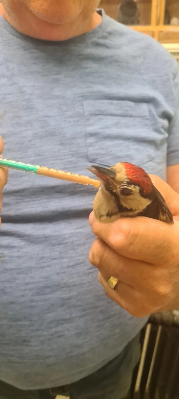 A young woodpecker being fed through a syringe at the centre