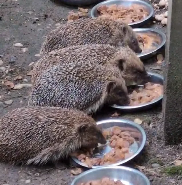 Hedgehogs eating at the centre